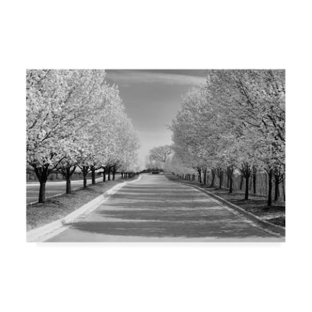 Monte Nagler 'Row Of Trees' Canvas Art,22x32